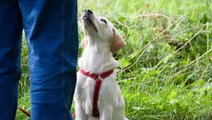 Watch Dog Handler Training Ntipdu/Edi Level 2 General Purpose Security Dog Handlers Course
