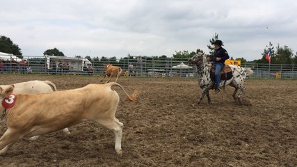 Compétition d'équitation équestre de tri de bétail