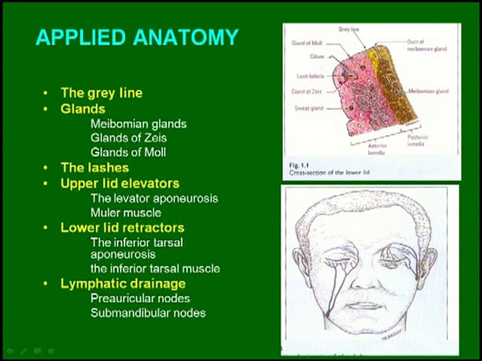 EYE LIDS