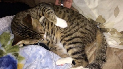 【funny cat ねこ＆きじとら＆おもしろ＆かわいい＆癒し】毛布でリラックスとらおうチャン♪