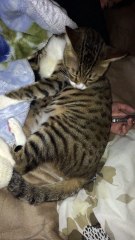 【funny cat ねこ＆きじとら＆おもしろ＆かわいい＆癒し】毛布でリラックスとらおうチャン♪2