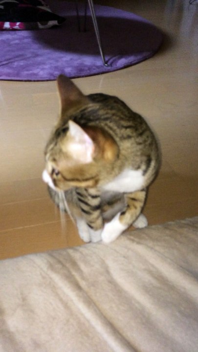 【funny cat ねこ＆きじとら＆おもしろ＆かわいい＆癒し】後ろが気になる？とらおうチャン♪