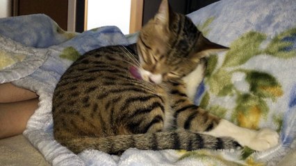 【funny cat ねこ＆きじとら＆おもしろ＆かわいい＆癒し】毛布で毛づくろいとらおうチャン♪