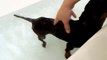 Paralyzed rescue dachshund getting pool therapy - Session 2: Did you see her tail wag?