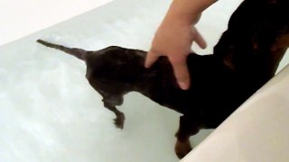 Paralyzed rescue dachshund getting pool therapy - Session 2: Did you see her tail wag?
