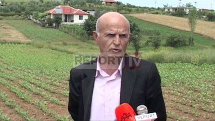 Report TV - Dumre, fermerët heqin dorë nga kultivimi i duhanit, shkak çmimi