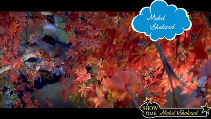 Bestest Naat-e-Paak , Mukhtasar hi mil jaaye zindagi_HD