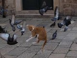고양이 공격 비둘기