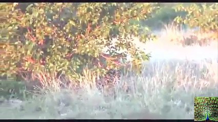 Cheetah Chased off Kill By Baboons - 4th June 2016 - Video Dailymotion