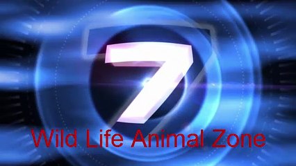 Djuma Kruger Spotter - Watching 3 Cheetah in the Kruger - Video Dailymotion