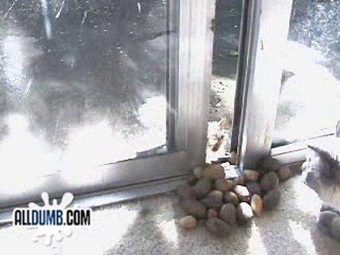 Белка ворует орехи у кота