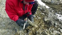 Antarctica Mission Finds 71-Million-Year-Old Fossils