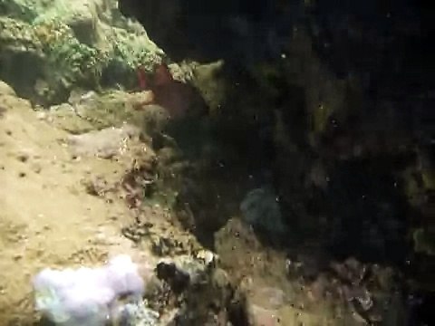 Sri Lanka,ශ්‍රී ලංකා,Ceylon,Coral Reef (27)