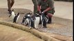Penguins being fed in Edinburgh Zoo 企鹅吃鱼啦！