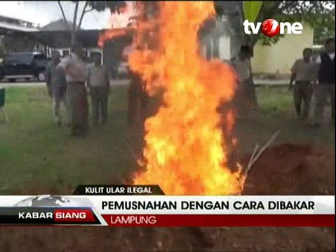 Ribuan Kulit Ular Berbagai Jenis Dimusnahkan