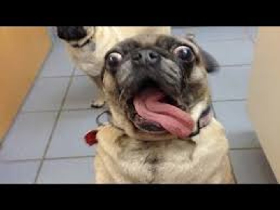 Animals are so funny that you can die of laughter