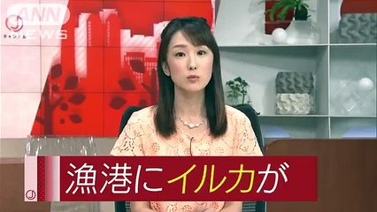 “はぐれ”イルカ？が人気者に　大阪の漁港に居つく(16-06-06)
