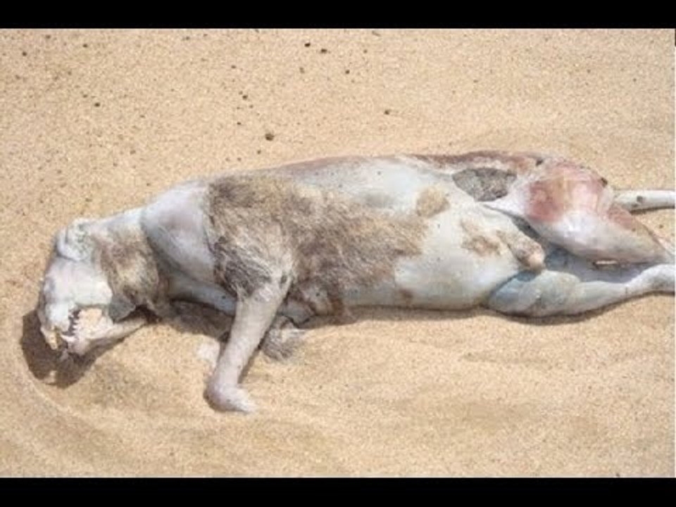 10 Most Horrific Experiments You Won't Believe Happened