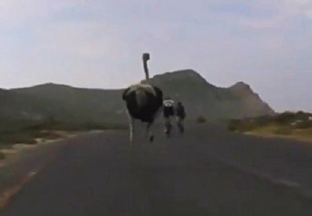 When An Ostrich Chases You, It Really Chases You