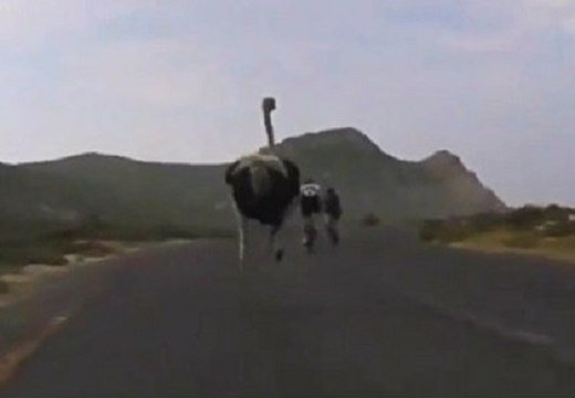 When An Ostrich Chases You, It Really Chases You