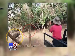 Watch: Bravo buffalo fights Gir lion - Tv9 Gujarati