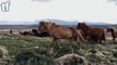 Дикие лошади очень дружелюбны в Исландии - Wild horses are very friendly in Iceland