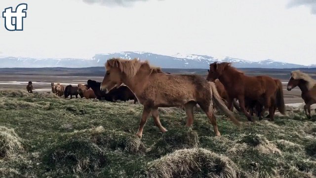 Дикие лошади очень дружелюбны в Исландии - Wild horses are very friendly in Iceland