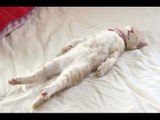 Funny Cats Sleeping in Weird Positions - Funny videos -