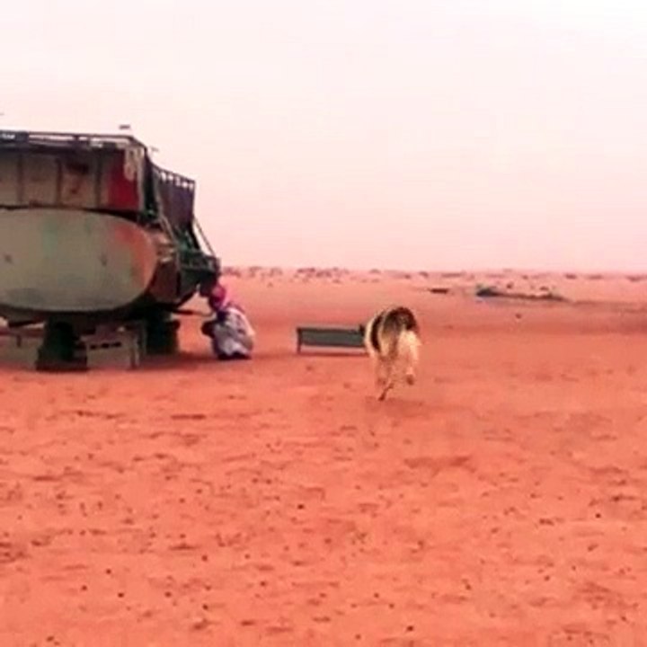 Funny Dog Chase
