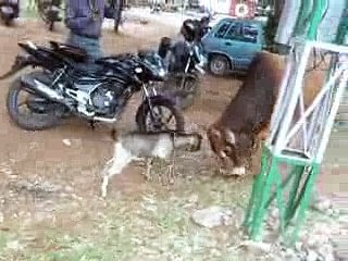 Wow Goat fighting with bull. Crazy Whatsapp Video