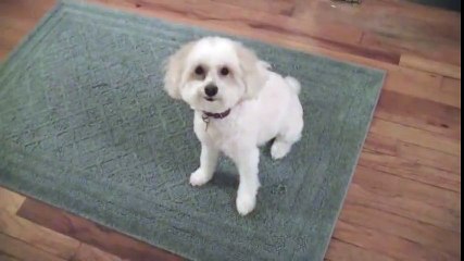 Cute, smiley dog sneezes yes!! Extended Version With Sildeshow!