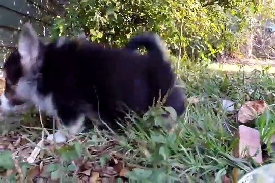 Cutest Corgi Puppies Compilation 2016 Puppies Cute Baby Dog Breeds