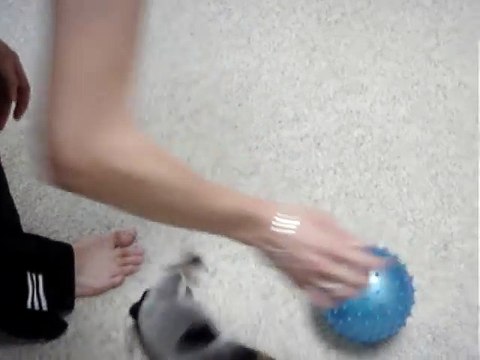 Cutest Cute Puppy Australian Cattle Dog Blue Heeler ever