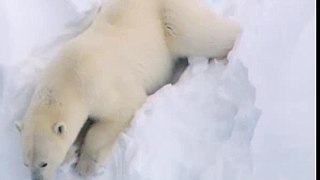Flirting Polar Bear