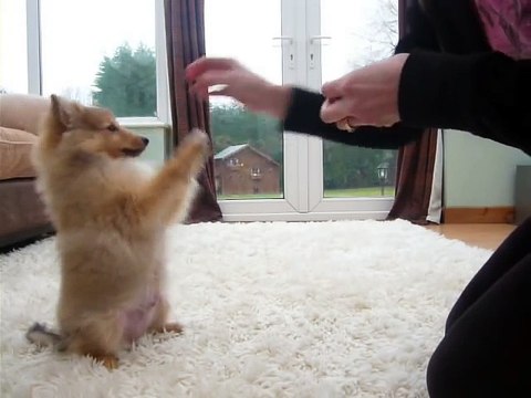 Danny Dog - My Very Cute Sheltie Puppy Doing His First Tricks