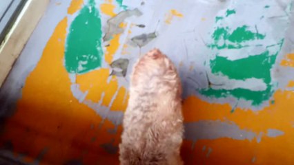 Death Row Dog REALLY Wants a Family - CUTE