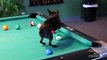 Cute Little Dog Plays Pool
