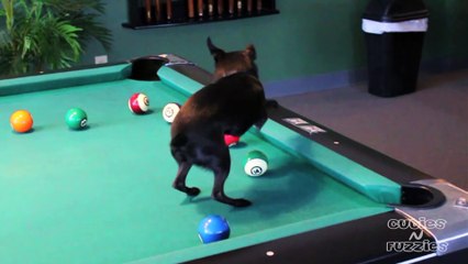 Cute Little Dog Plays Pool