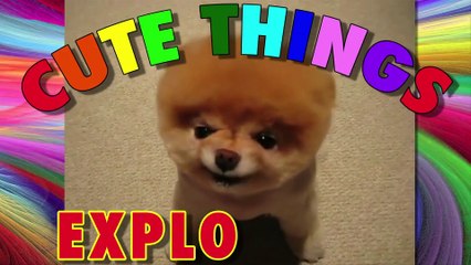 Cute Things Exploding - Boo the Fluffy Dog...EXPLODING!!!