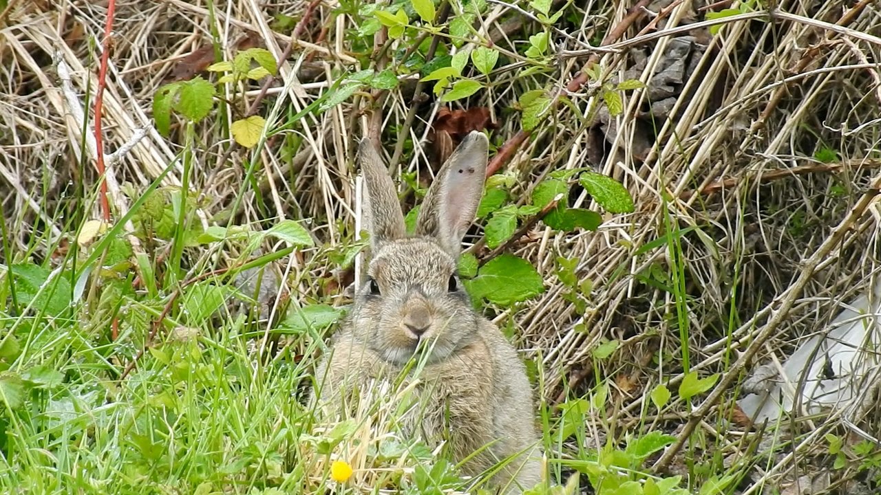 Lapins de garenne de la garrigue de Malras