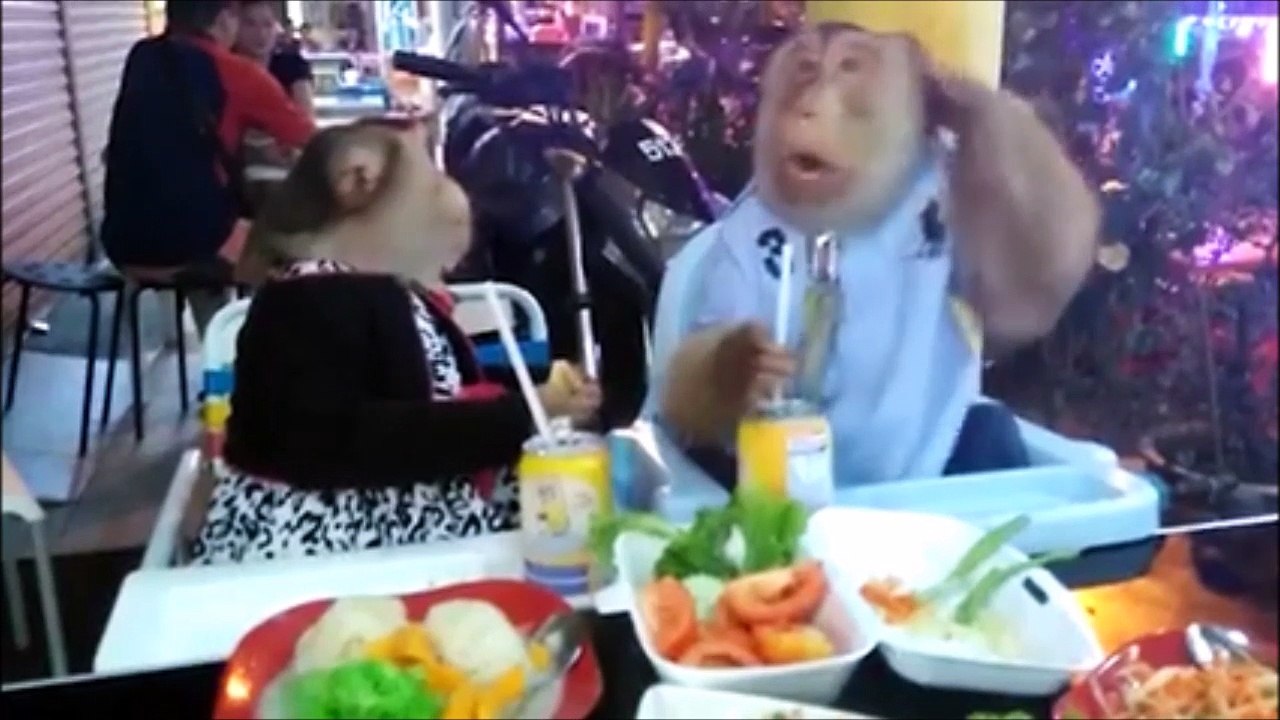 Un couple de singes se fait un petit resto