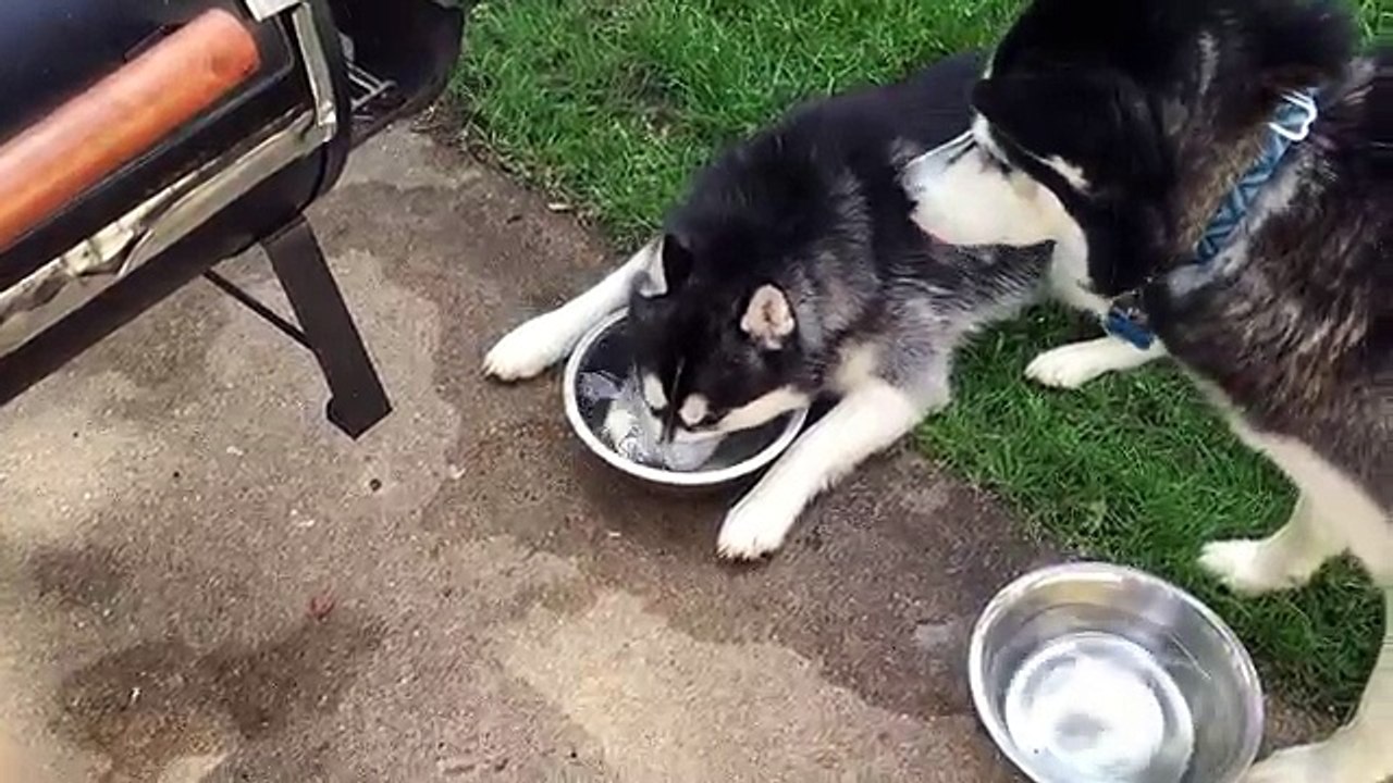Bubble Dog... Le chien qui fait des bulles