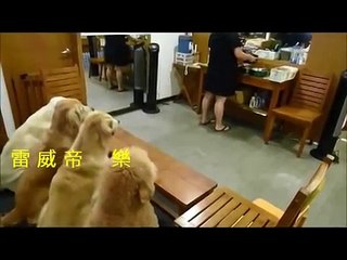 Elle apporte à manger à ses chiens. Maintenant, regardez bien leur réaction! Vous allez fondre...