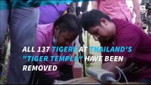 All tigers removed from Thailand 'Tiger Temple'