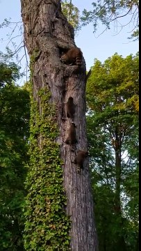 Maman raton laveur emmène les petits à la maison