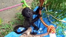 Adorable Baby Howler Monkey Takes First Steps