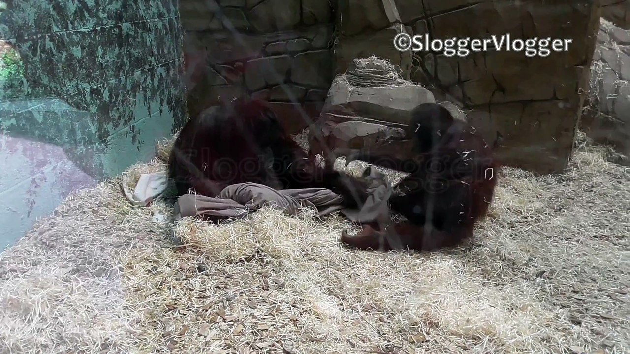 Orangutans Play Intense Game of Tug of War