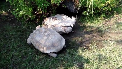 Взаимопомощь черепах. Смешные приколы черепахи