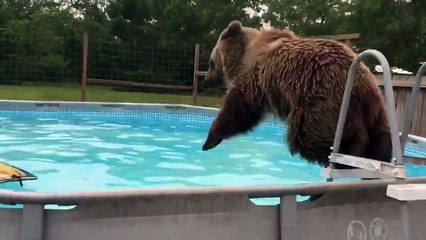 Водные забавы. Смешные приколы медведи