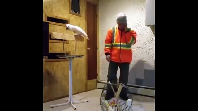 Возмущенный попугай. Смешные приколы попугаи